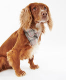 Barbour Tartan Dog Bandana - Taupe/Pink Tartan