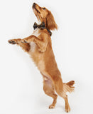 Barbour Tartan Dog Bow Tie - Classic Tartan